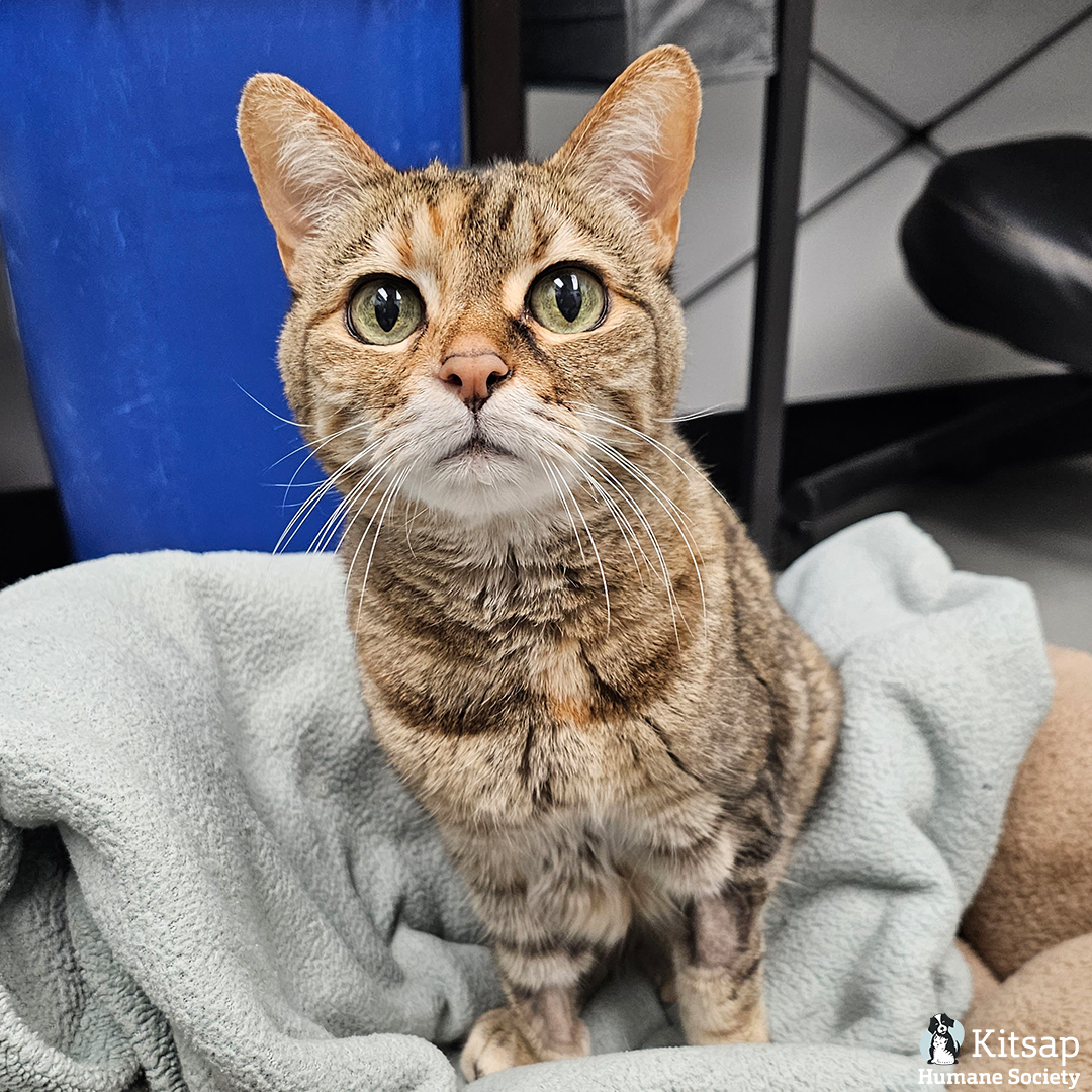 Kitsap Humane Society tweet media