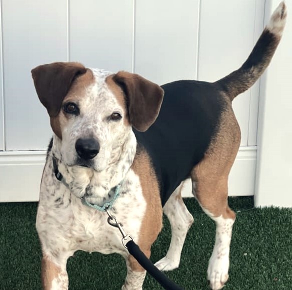 Pet of the Week Tonto is a social butterfly! He gets along with other dogs, people of all ages, and cats. He is affectionate, and he will always look to you for what comes next. He's house-trained and has excellent manners. Learn more at:  wshs-dg.org/adopt/adopt-a-…

#AdoptDontShop