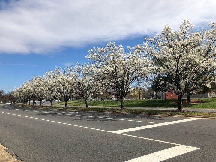Nashville Tree Conservation Corps tweet media