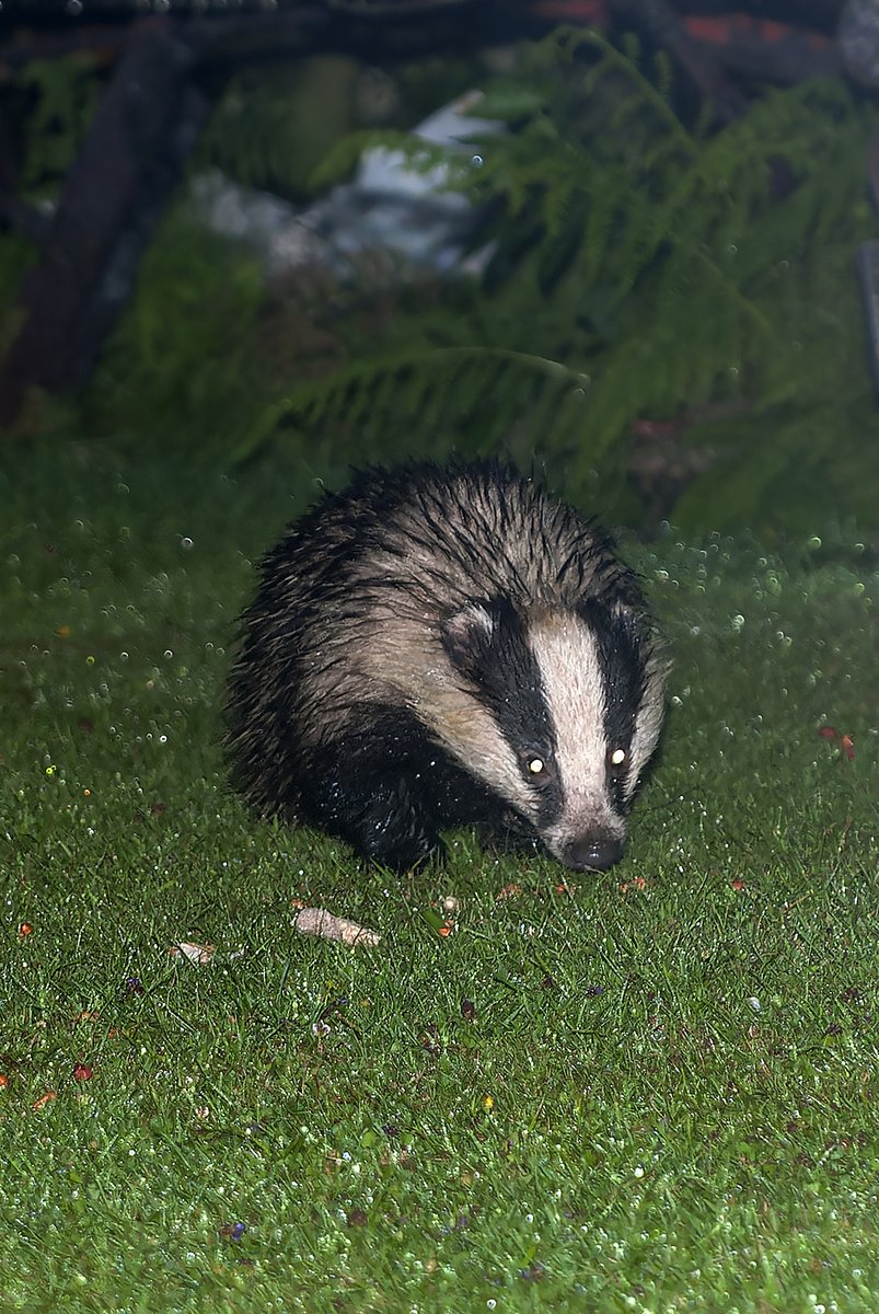 A very wet badger hoovering up peanuts. Taken in my mother's garden near Saundersfoot in 2009.  Nikon D80, 1/60, f5.6, ISO 400 using kit lens at 135mm. The closest I've ever been to a badger, a truly magic moment. @Fraggenstein #Badgers #nikonphotography #thenatureofwales