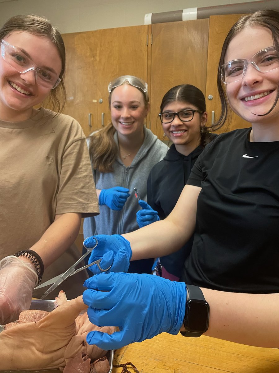 Saunder Kinesiology students are having fun dissecting today! <a href="/TVDSB/">Thames Valley DSB</a> <a href="/SaundersOne/">Saunders Secondary</a> #excellence #community #leadership