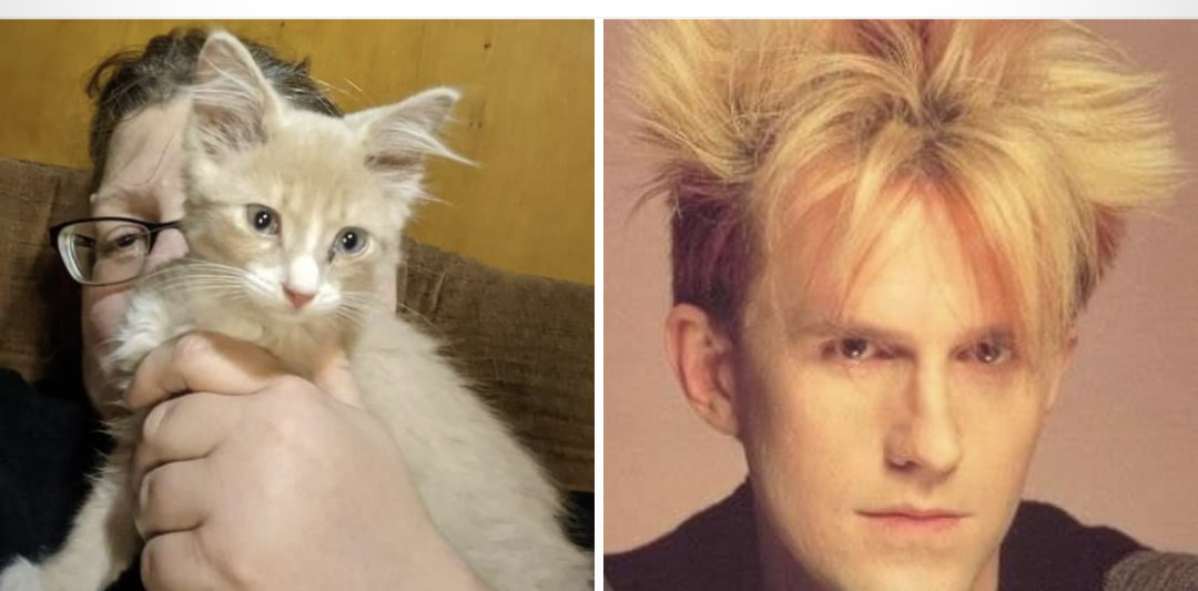 daniee's tweet photo. @SluggoDoug  I'd like to introduce you to my boy Meoward Jones.  You can see where he got his name! 😸
You can follow him on Instagram @meoward_jones https://t.co/9uNOcRxPc6