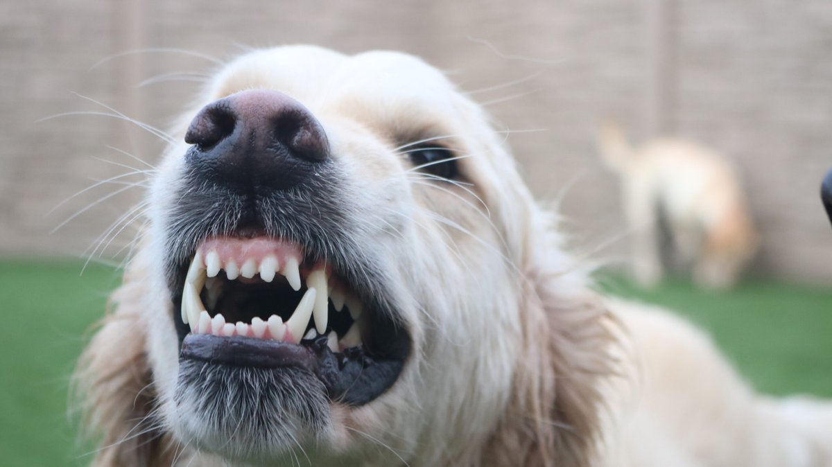 StricklandAttys's tweet photo. Humans and dogs have co-evolved over thousands of years to form a mutually beneficial bond. However, this shared history does not mean that the relationship between people and canines is always positive.  

https://t.co/tXJX8q0Bpr https://t.co/2AVkrEKA4h