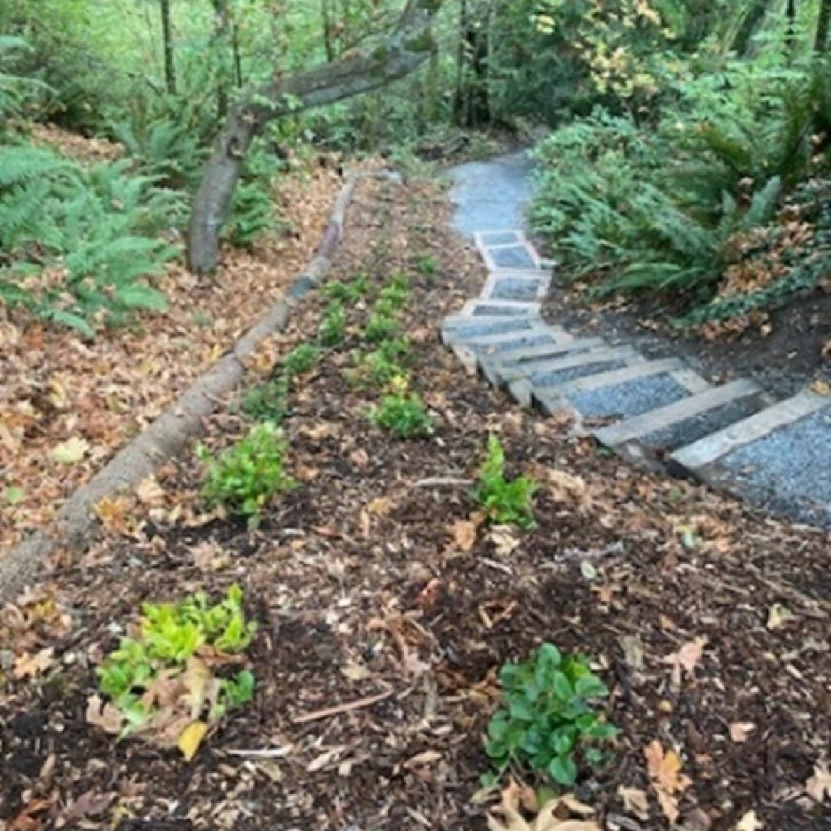 SeattleParks's tweet photo. The Trails Crew recently worked on the Cambridge St. entry to Fauntleroy Park in collaboration with Scott Pawling of @SeattleSPU (SPU gets involved when drainage culverts need attention.)
Over 50 plants and 6 yards of mulch were installed, and it's looking good! https://t.co/ukWvEl7p3d