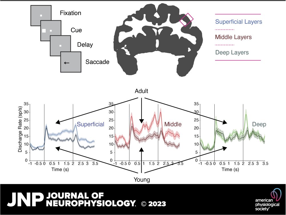 🧠@JundaZhu et al. show that neurophysiological changes are not confined to superficial layers, which are most often implicated in maintaining #WorkingMemory. ➡ow.ly/JCFo50Q2chI @c_constan #adolescence #PrefrontalCortex #CerebralCortex