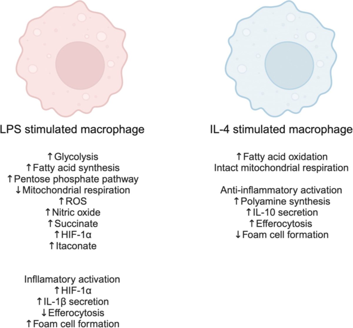 Immunometabolism (@immunometaboli2) on Twitter photo Review "Macrophage immunometabolism in diabetes-associated atherosclerosis" by <a href="/GoedekeLeigh/">Leigh Goedeke, PhD</a>
@gdsbernardo journals.lww.com/immunometaboli… Review "Macrophage immunometabolism in diabetes-associated atherosclerosis" by <a href="/GoedekeLeigh/">Leigh Goedeke, PhD</a>
@gdsbernardo journals.lww.com/immunometaboli…