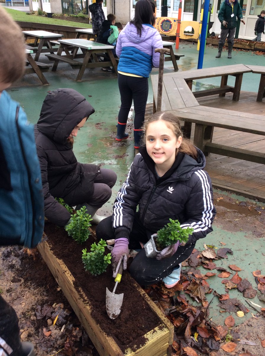Thank you to year 6 children who used their gardening skills to help plant Crocus Bulbs and other shrubs that have been donated by Rotary Club Oldham as part of their campaign to protect children and rid the World of Polio. They all did an amazing job! 👏👏👏