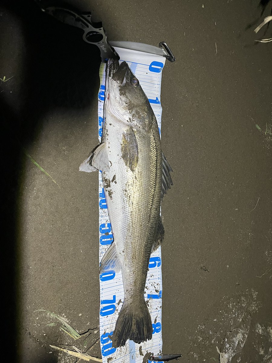 tokiwanomori99's tweet photo. 体高おかしいって!
23ストラディック初釣行初フィッシュがこんなにコンディションいい魚とかマジ嬉しい😭
ルアーショップFROGで買ったシェリーちゃんまじあざす🙇
#ランカーシーバス
#シェリー125ss
#ヒフミクリエイティング
#23ストラディック
#c5000xg
#ルアーショップFROG https://t.co/wUf4fBb8YM