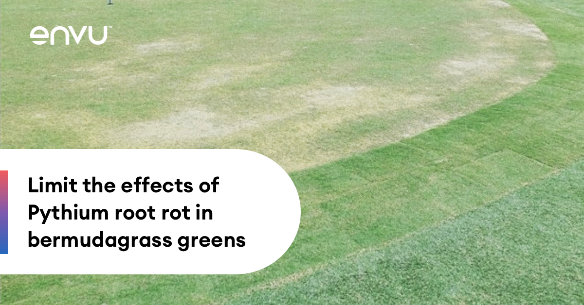 EnvuGolfUS's tweet image. With the wet, cool conditions of fall, #Pythiumrootrot may be close behind in bermudagrass greens. Limit the effects of this devastating disease with these expert tips. ⬇️ bit.ly/40iRTlK