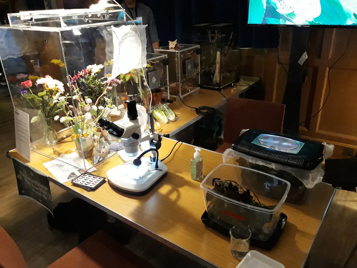 springsacademy1's tweet photo. #SSANebula visited the University of Sheffield to see their film on biodiversity projected onto Firth Court. They also explored the exciting biology activities including handling a giant cockroach! #biofest #Excellence #Ambition https://t.co/4XtX1TnvUN