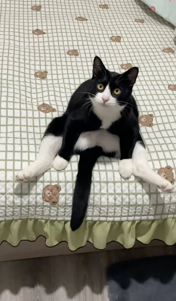 DeityCatNews's tweet photo. 🤔🤔🤔
#Catworker #ShouldHaveCat #CatsLover #CatsOfTwitter #Cats #CatsOnX #CatsOnTwitter #Catlover #CatonX #CatNews #viralvideo #tuongtacX https://t.co/ROUgoXwjFv