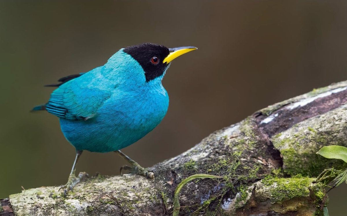 MemoGomezFoto's tweet photo. Relájate un minuto con la naturaleza!
Aves de Colombia: Mielero Común, Saltarín Cola de Alambre, Mielero Verde (el macho es cian), Guacamaya Bandera.
Mucho por conservar y restaurar. https://t.co/64WGBGdjPd