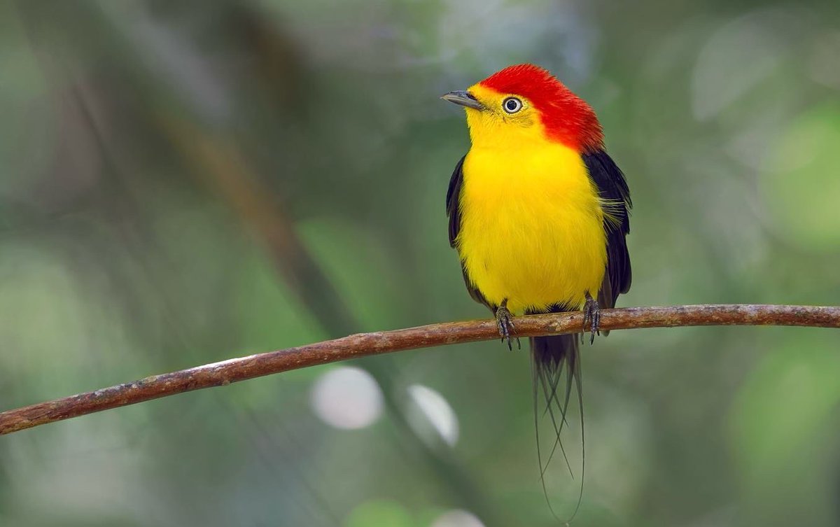 MemoGomezFoto's tweet photo. Relájate un minuto con la naturaleza!
Aves de Colombia: Mielero Común, Saltarín Cola de Alambre, Mielero Verde (el macho es cian), Guacamaya Bandera.
Mucho por conservar y restaurar. https://t.co/64WGBGdjPd