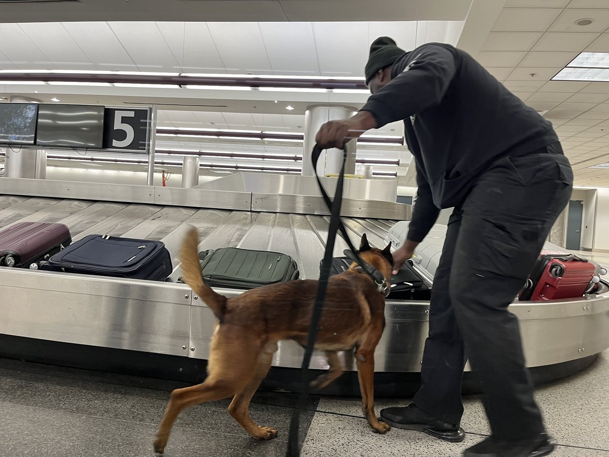 Local K9 teams training today with US Customs and Border Protection @ATLairport international terminal