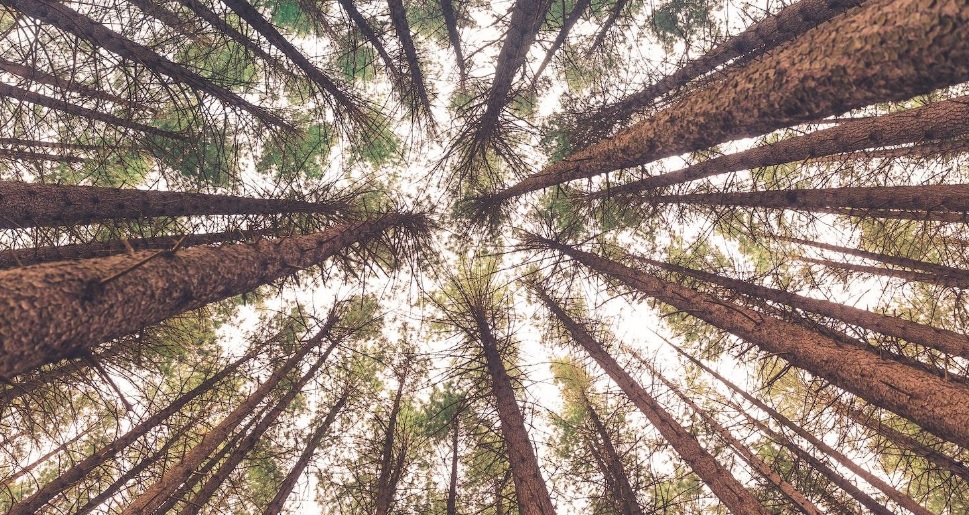 SeanPaige's tweet image. Here's an #inconvenienttruth for the stuck-in-the-'80s antilogging lobby.   

Managed forests make better carbon sinks than the neglected, unmanaged, senescent "old-growth" stands you're always suing over washingtonpolicy.org/publications/d…
#copolitics #publiclands  @forestservice