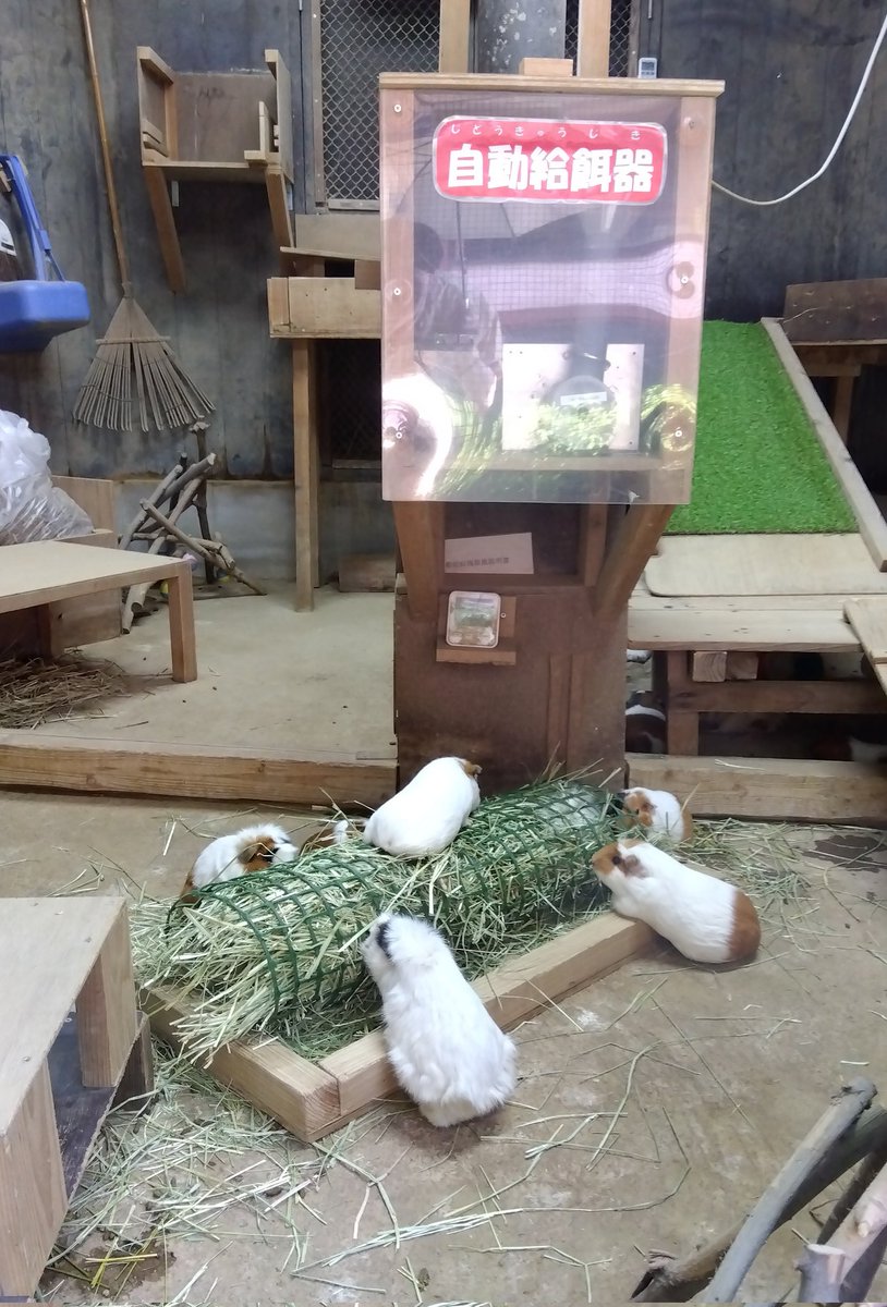mathiro101466's tweet photo. みんな無我夢中で食べてました
#ハムスター #大牟��市動物園 https://t.co/bSf6OpKx60