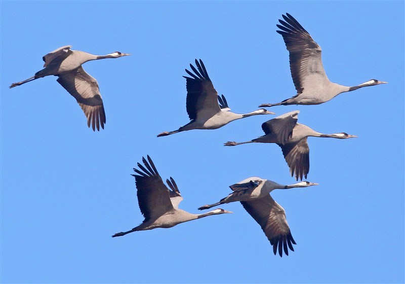 Vogelalert❗️ Er vliegen momenteel honderden #kraanvogels boven Oost-Nederland (Doetinchem, Arnhem, Groenlo, Deventer) en Zuid-Limburg maar óók in het midden van het land: Odijk, Bunnik, Zeist, Utrecht! Tip: je herkent ze vooral aan hun trompetterende roep: dus luister goed! 😍