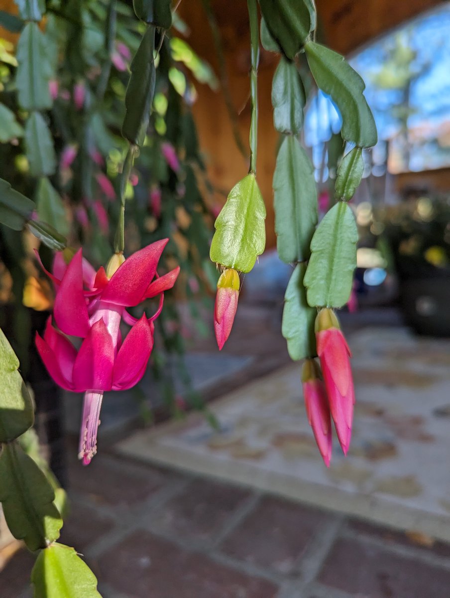 My Christmas cactus is blooming right on time..... at Thanksgiving! 🦃

#christmascactus #authorswithchristmascactuses #TimeTravel #timetravelinglibrarian #berylbluetimecopseries