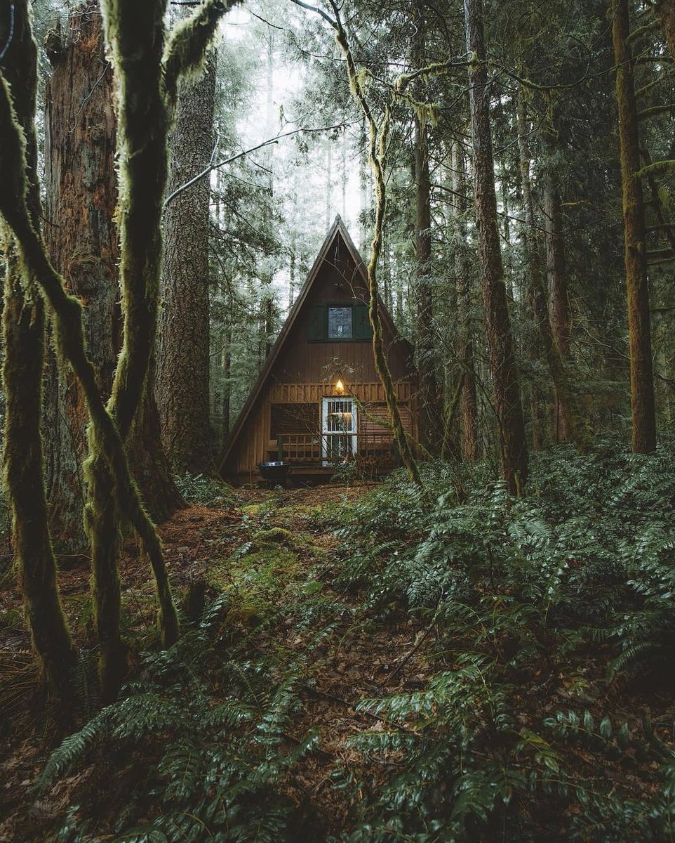 earthcurated's tweet photo. Two weeks deep in the woods. no phone or internet 🛜 Yes or No ? https://t.co/XlIoaRY0ju