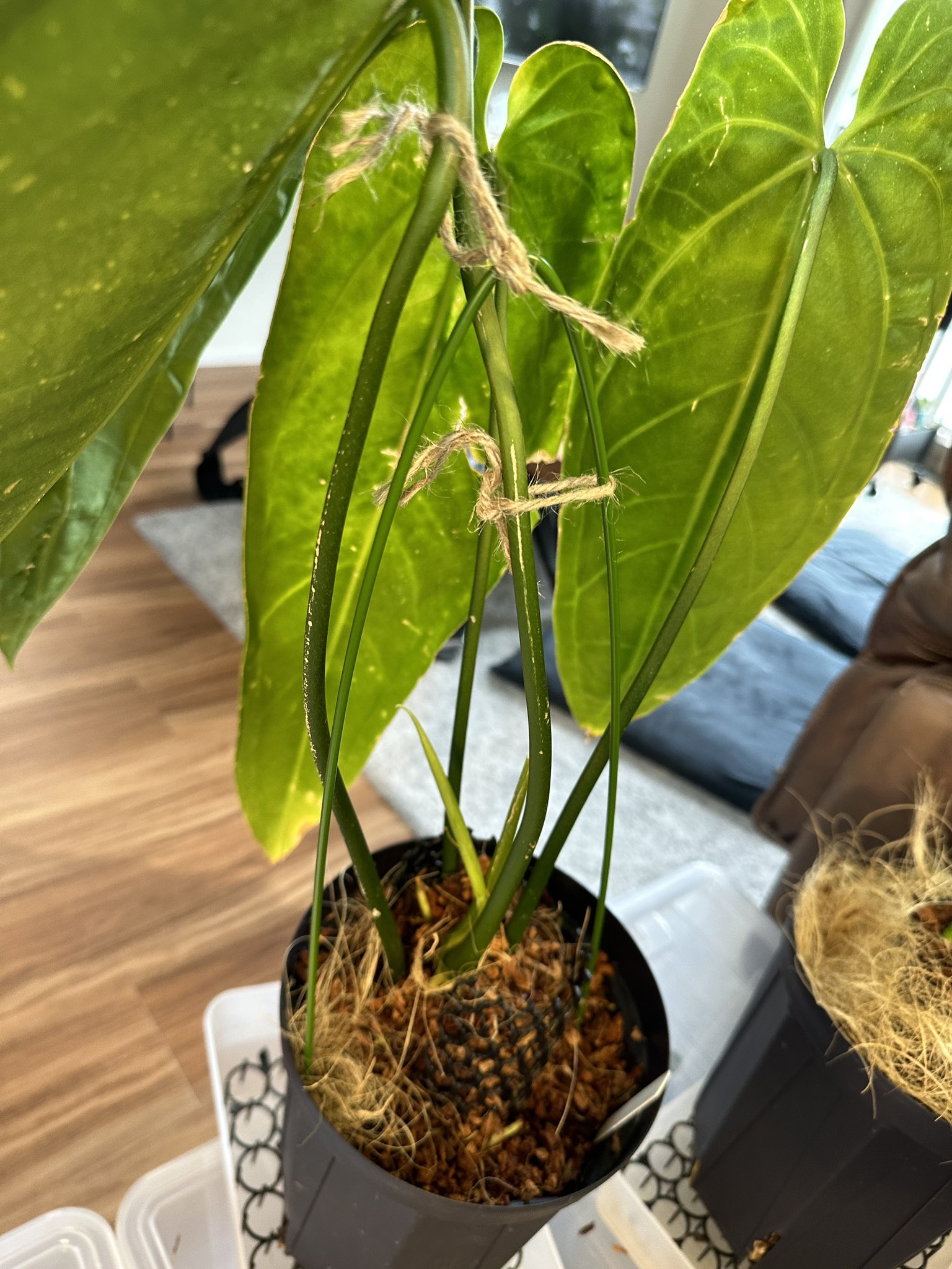 超希少❗️原種❗️アンスリウム　ドラコノプテラム✨ 超希少❗️原種❗️アンスリウム ドラコノプテラム✨ - メルカリ