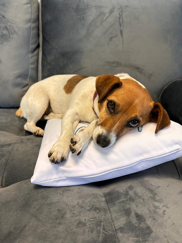Been a busy morning at Stripy Fig HQ.

#marketingagency #agencylife #workpets #jackrussell #dogslife #naptime