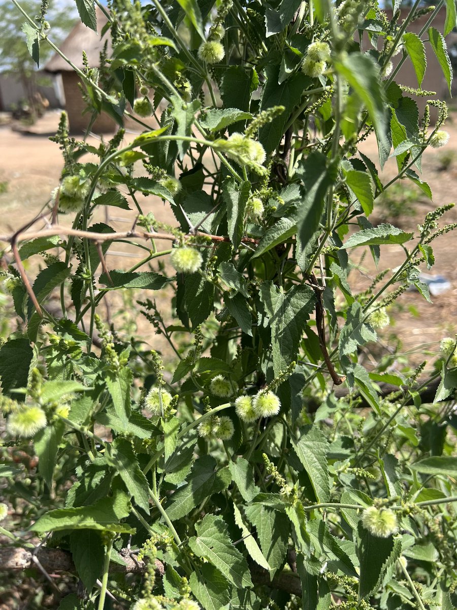 The Prince Machiavelli tweet media