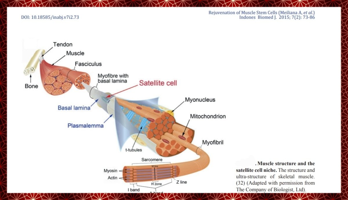 Skeletal muscles contain SATELLITE CELLS,a designated population of stem cells, which upon tissue injury,generate new stem cells & proliferating myoblasts that later differentiate to myocytes...thereby supporting skeletal muscle #regeneration. Exercise👉⬆️satellite cells number