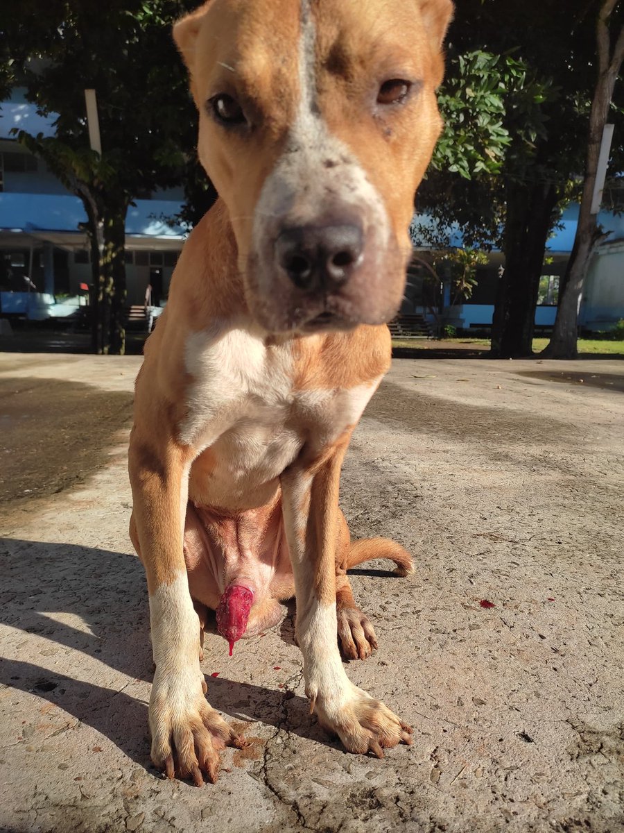 bac_org's tweet photo. 🐾🩸 "¡Hola, amigos! 🐶 Soy un perrito de la escuela Lenin y necesito su ayuda. Hoy me siento un poco mal, tengo un problema delicado. 🚑 Verán, estoy sangrando mucho desde mi zona íntima, mi pene está lastimado y no puedo guardarlo como debería. 💔Cada paso que doy, dejo gotas y más gotas de sangre. 

Estoy asustado y confundido, y necesito la bondad y el cuidado de las personas. 🏥👩‍⚕️ Si alguien me ve, por favor, no pasen de largo. Necesito atención veterinaria urgente para poder sanar y volver a ser el perrito feliz y juguetón que todos conocen. 🤕🙏¡Gracias por escucharme y espero que alguien amable me encuentre pronto! 🐕💕 #AyudaPerrito #EscuelaLenin"