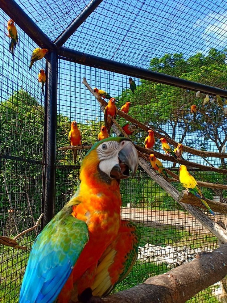 ttwiillght's tweet photo. Olá, tudo bem? Meu nome é Matheus e sou um zoólogo, atualmente trabalho em um zoológico e estou animado para compartilhar com vocês a rotina e os cuidados que temos com eles aqui, e para poupar à preguiça logo abaixo tem todas as trend que eu jaz fiz sobre os bichinhos. https://t.co/ooe1L0mccr