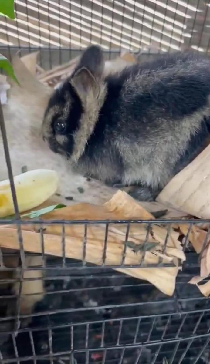 ajin_jenaka (@ajin_jenaka) on Twitter photo 