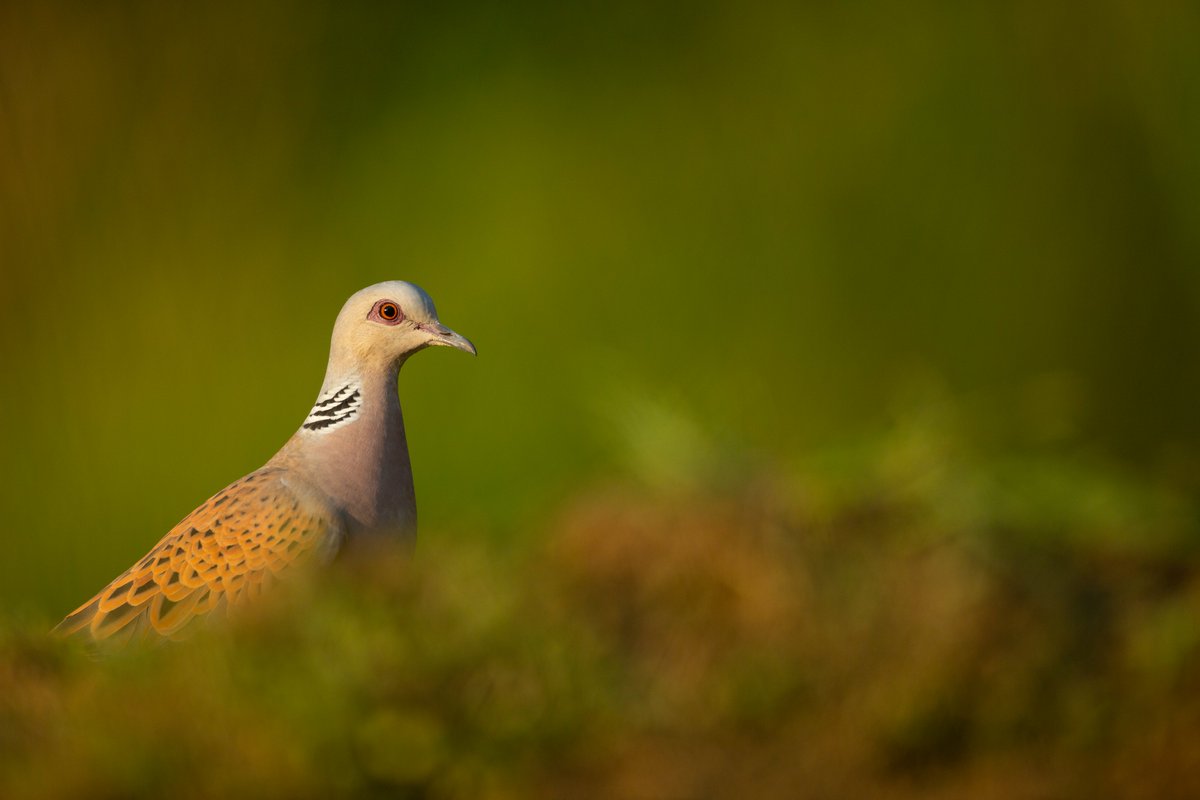 MORE BAD NEWS: The publication this week by the Westminster Government of the full set of biodiversity indicators paints a bleak picture of deteriorating wildlife in England. 🧵 gov.uk/government/sta…