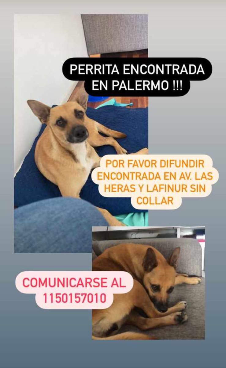 SeikaCroft's tweet photo. Chiquis, por favor, difundan. Muchas gracias. https://t.co/OYlMOL9ywW