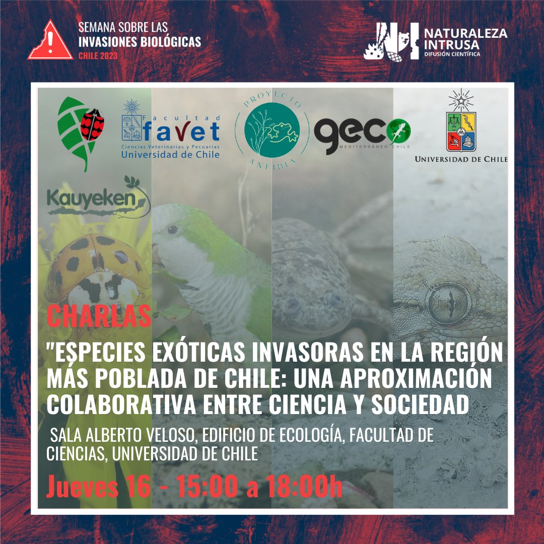 💫Hoy 15:00h en Santiago!💫 Cuatro charlas de distintos casos de #EspeciesInvasoras en Chile!

Como parte de la "Semana sobre las Invasiones Biológicas, chile 2023"

👇Conoce abajo el detalle