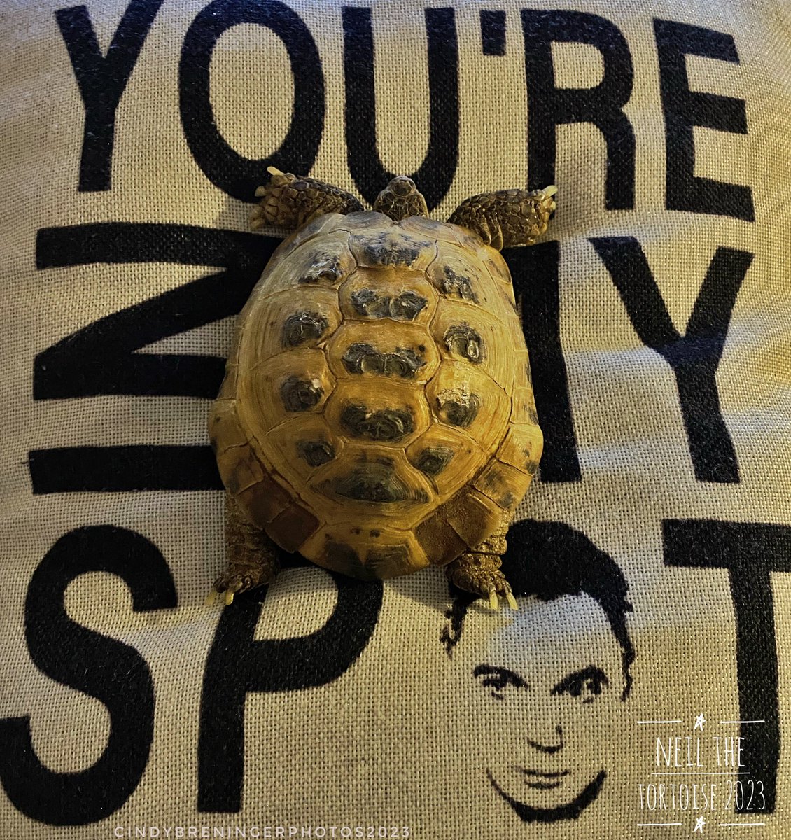 cindy_photos's tweet photo. Neil watching tv on his tv watching pillow. โYouโre in my spot!โ No one is allowed to use his pillow, except him. He might be a bit of a diva. @JimParsons71 #sheldonCooper @NeilTheTortoise #Supermodeltortoise #Diva @MariahCarey @bigbangtheory https://t.co/2jTAtqDIsy