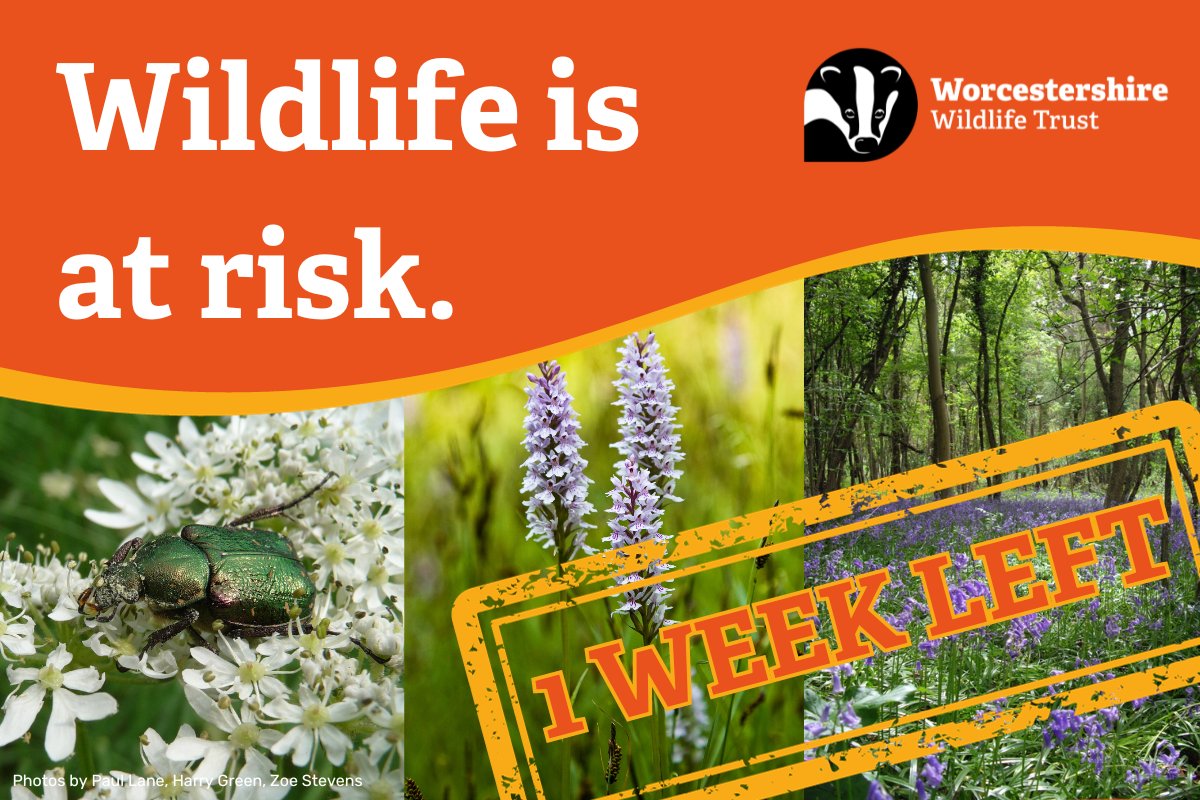 There is a week left to share your views on the proposed 300 house development next to #TiddesleyWood nature reserve. We need your help - wildlife is at risk. Act now 👉 worcswildlifetrust.co.uk/defend-tiddesl… #DefendTiddesley