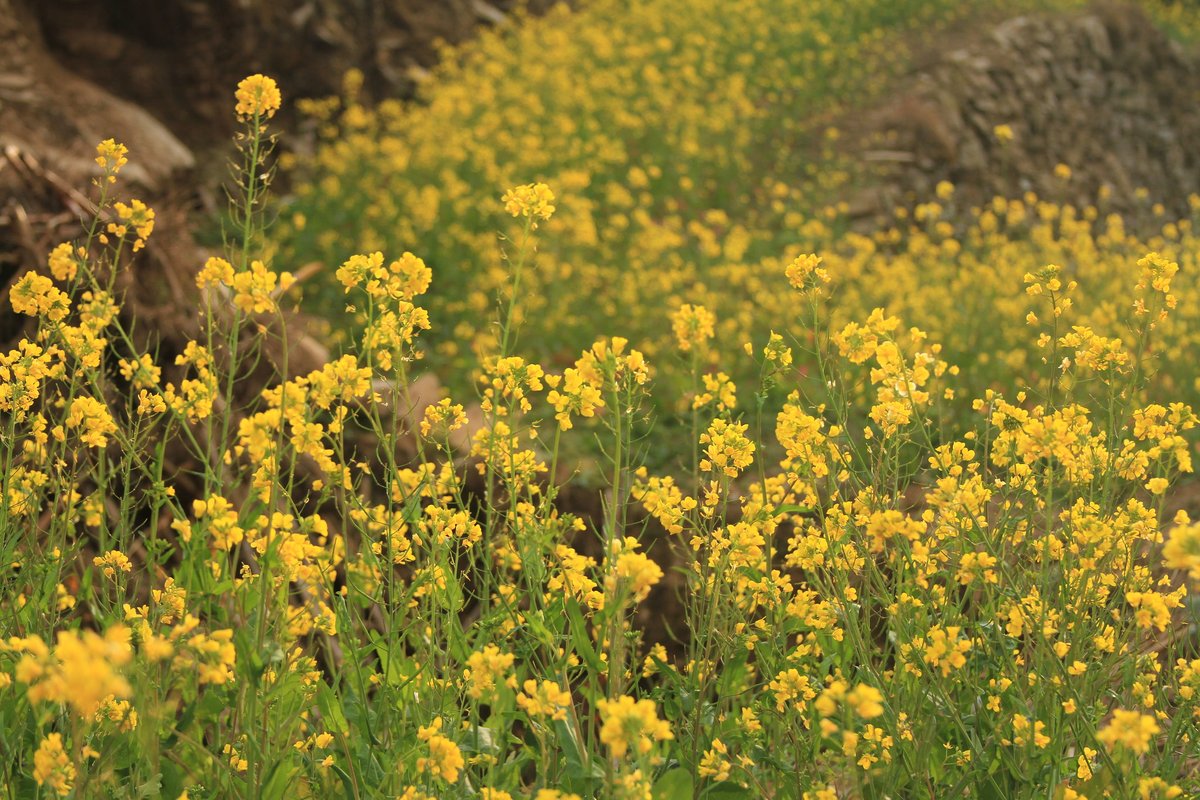 Last week, farmers from Dobhane, Bhojpur District, worked with dZi to learn mustard cultivation techniques. This program shares the skills and insights that mountain farmers need to increase their yields and improve crop quality.

Now, farmers are boosting their incomes!