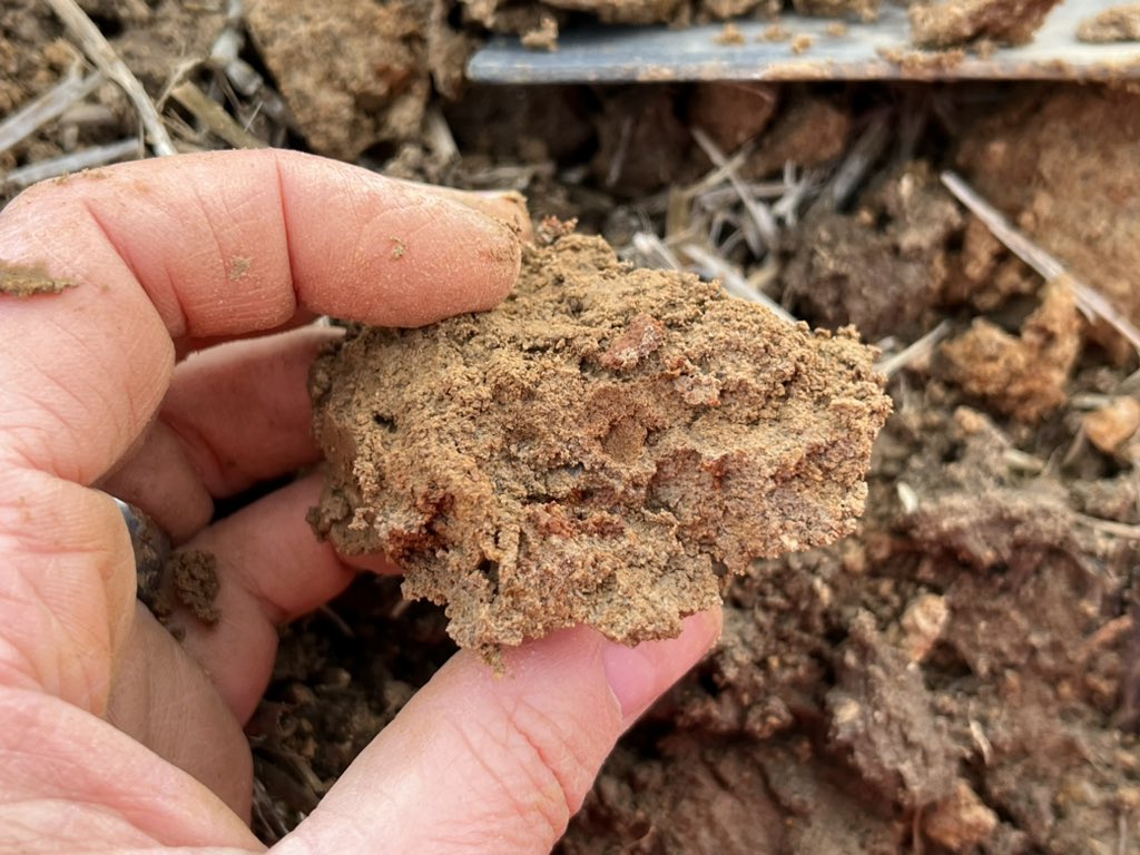 TIL mottles are a complete pain to photograph in the field 
#soil #pedology