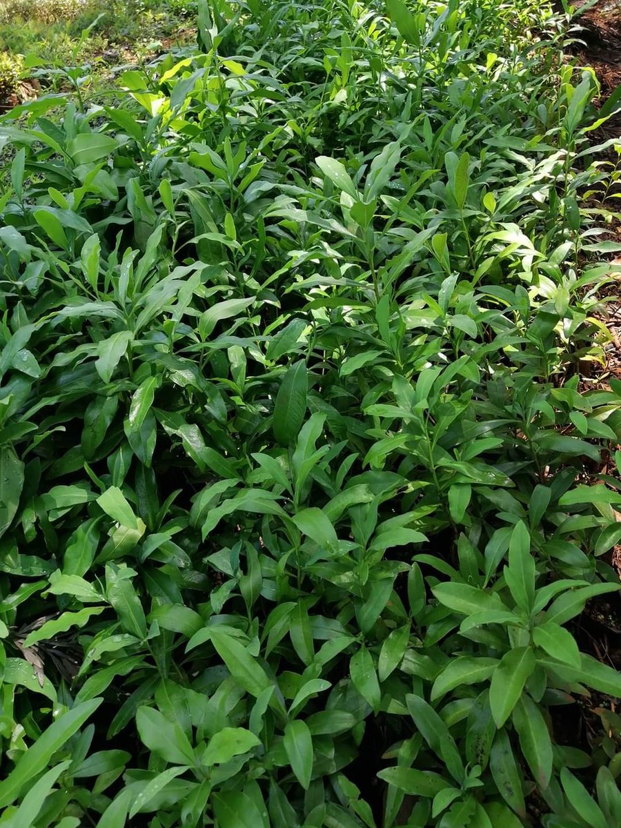 Momulagroforest's tweet photo. Warbugia (Local name: Soket) has a long history of use in communities where it grows naturally to treat a variety of illnesses and treat various health conditions. 
We have seedlings at our tree nursery in Belgut, Kericho county. 
 @ 50 shillings. 
Contact us on 0727294730 https://t.co/BAti4m9Rqv