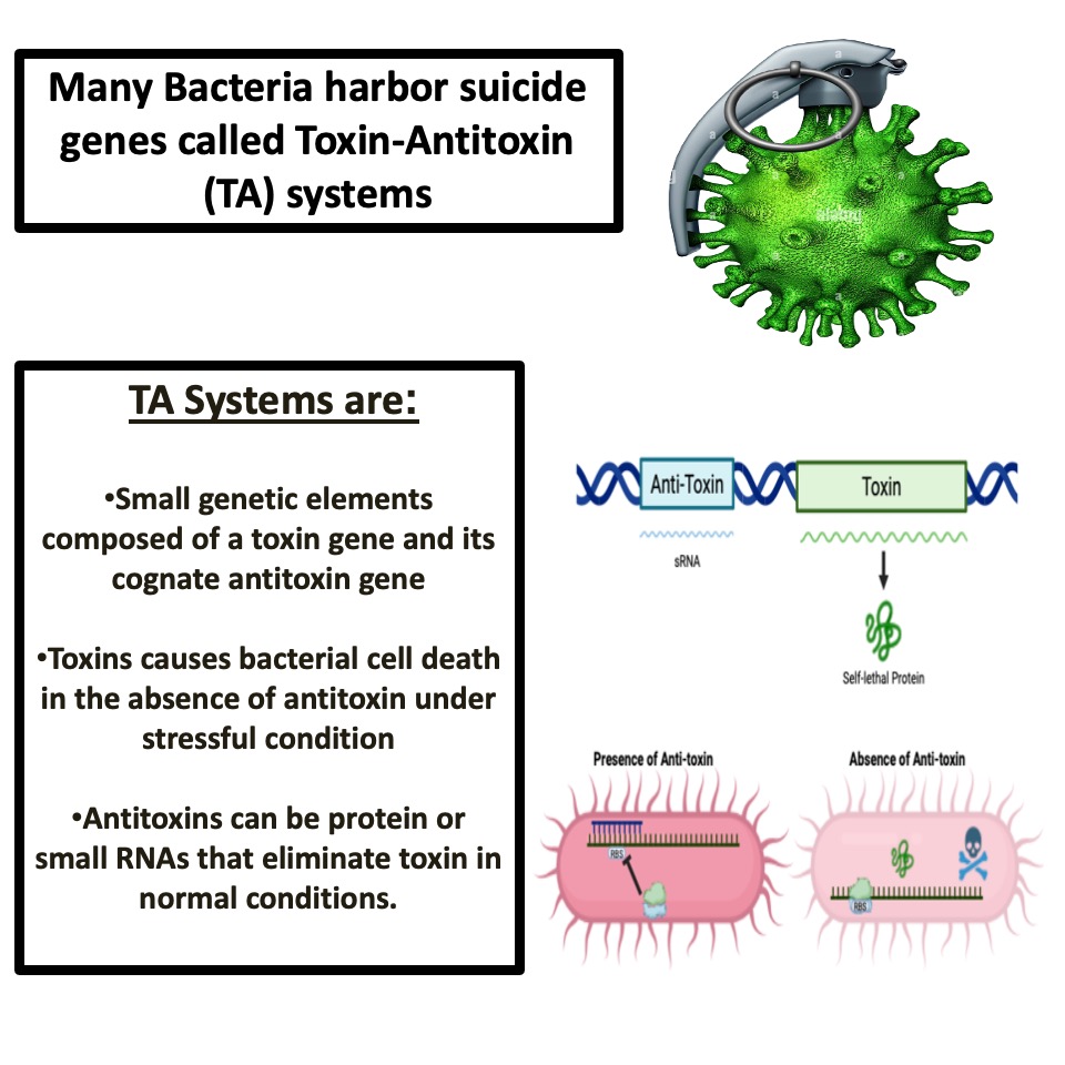 7Waleedk's tweet photo. "Bacteria with a dark side?🦠💔 Some carry 'suicidal' genes known as toxin-antitoxin systems. In stress, they activate, pushing the bacteria to a self-destruct mode. A surprising twist that can be a used in novel therapeutics !🔍🔬 #Microbiology #BacterialSuicide "  @PBIOWriting https://t.co/sjYWTvYy3W