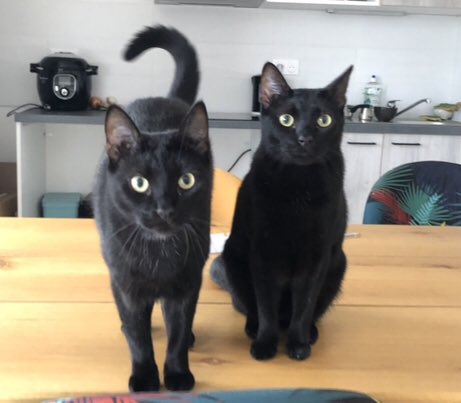 ⚫️Shadow & ⚪️Loki 🐈‍⬛🐈‍⬛ tweet media