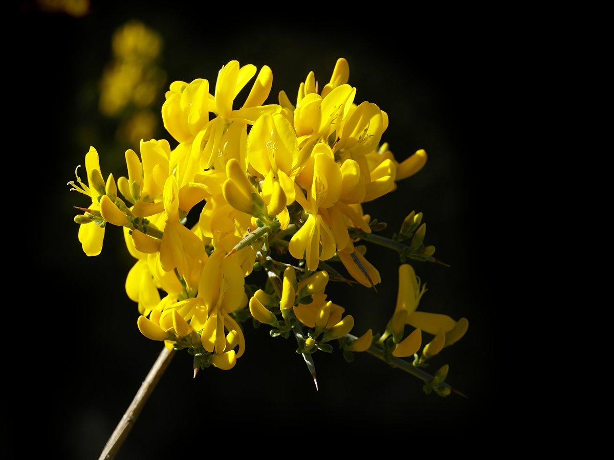 mis_omazigh9's tweet photo. Its also the also the name of the plant  
𝑻𝒉𝒐𝒓𝒏𝒚 𝒃𝒓𝒐𝒐𝒎🌾 https://t.co/UkCYw6yCyE