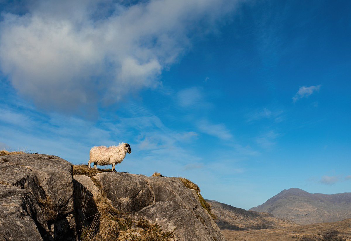 Looking to do a PhD? Join our lovely research team @LivUni_IVES! @NLD_BBSRCDTP PhD studentship on the sustainable control of parasites in ewes - with Dr John Graham-Brown, Dr Jennifer Duncan and @FECPAKG2 findaphd.com/phds/project/b…