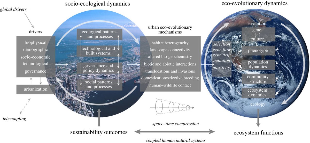 Cities of the Anthropocene: urban sustainability in an eco-evolutionary perspective royalsocietypublishing.org/doi/10.1098/rs…