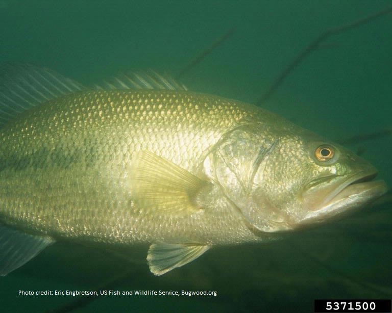 Largemouth bass | In Lake Tahoe, largemouth bass (Micropterus salmoides) pose a threat to native species through over predation/competition. Higher water temperatures under climate change may expand their range from the keys and marinas into the lake body. bit.ly/40e8ibk