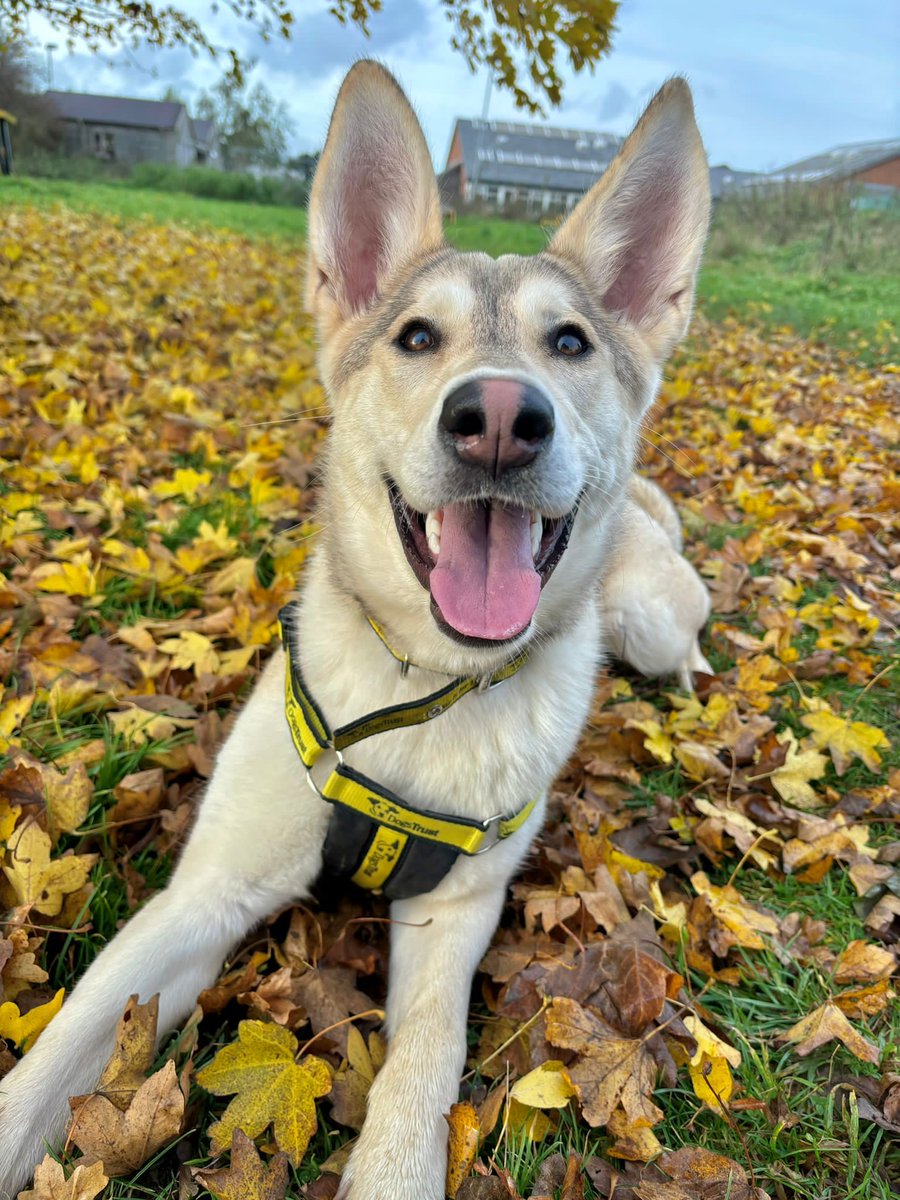 Dogs Trust 💛🐶 tweet media