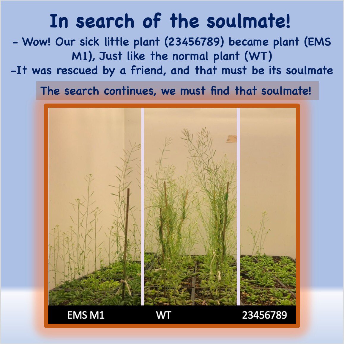 DammyAyorinde1's tweet image. Hey people! I’m happy to share my current research with you. It is about understanding the mechanism of action of the #cellwall #protein called Arabinogalactan proteins, that play crucial roles in plants’ growth and development. #adhesive #emulsifier #PBIOWriting