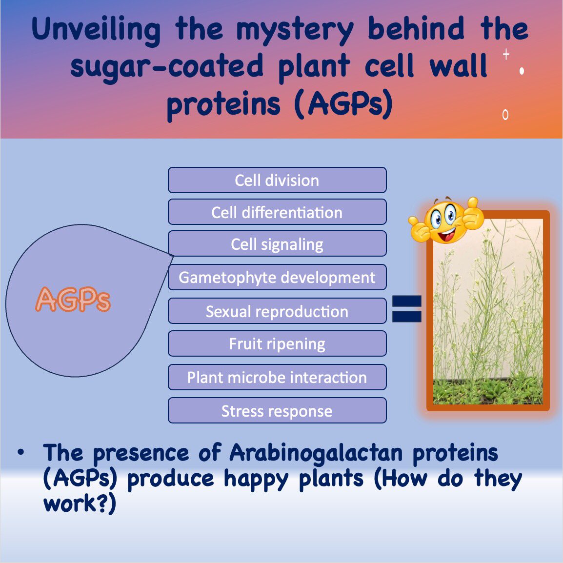 DammyAyorinde1's tweet image. Hey people! I’m happy to share my current research with you. It is about understanding the mechanism of action of the #cellwall #protein called Arabinogalactan proteins, that play crucial roles in plants’ growth and development. #adhesive #emulsifier #PBIOWriting
