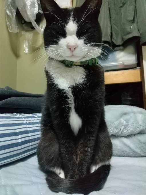 #このタグをみた人はド正面写真を貼る
昨日は久しぶりにきーちゃんの夢見た。ナデナデ出来て嬉しかったなぁ🥲。あ、今月きーちゃんの命日あるんだ。 