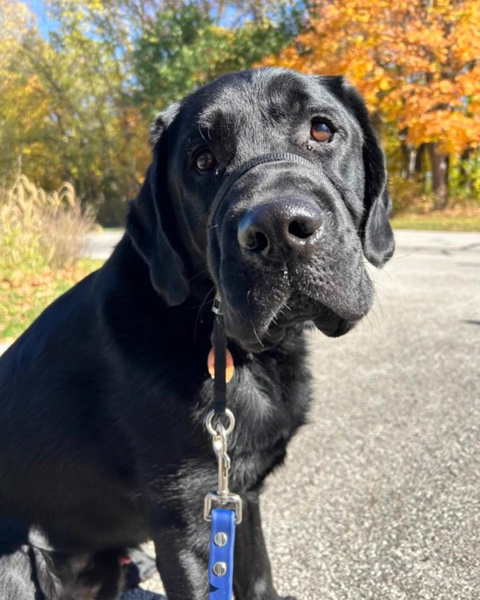 A close-up of a black Labrador retriever with a glossy coat, looking directly at the camera. The dog is on a leash with a blue collar, set against a backdrop of a road and autumn trees with vibrant orange and yellow leaves.