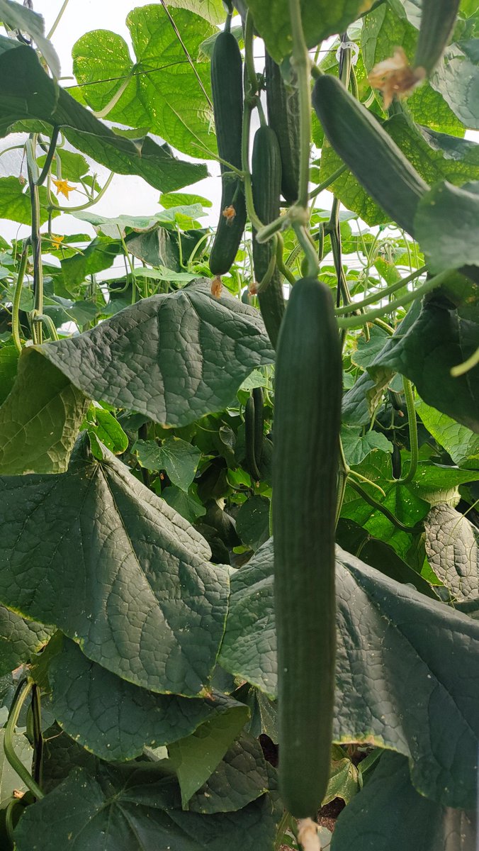 RevistaMercados's tweet photo. Ayer tuvimos la oportunidad de conocer en campo #estelar el nuevo pepino de @SeminisIberia de la #generacionQR con resistencia #CGMMV #NuevaDelhi #oidio #amarilleo y #venasamarillas Un fruto muy oscuro, uniforme y producción homogénea todo el ciclo. Abrimos 🧵 https://t.co/cDEhH0JVFn